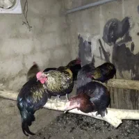 تعدادی خروس زیر قیمت حراج شده|حیوانات مزرعه|هشتگرد, سعید آباد|دیوار