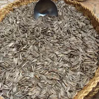 تخمه سر سفید درشت وممتازه