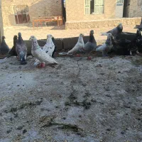 کفتر پلاکی