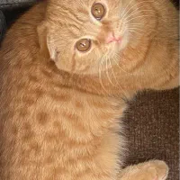 گربه اسکاتیش