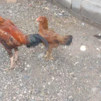 مرغ لاری