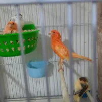 قناری بخون نیاز دارم