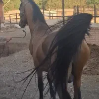 مادیون کرد با کره|اسب و تجهیزات اسب‌سواری|نظرآباد, نجم آباد|دیوار