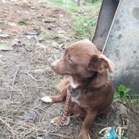 سگ پاکوتاه گیرنده و حرف گوش کن نژاد چی واوا|سگ|تنکابن, |دیوار