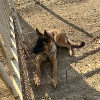 توله سگ ژرمن