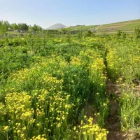 یونجه سالم و درجه یک