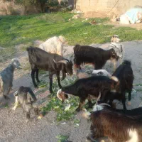 بز بیگ لری|حیوانات مزرعه|مسجد سلیمان, |دیوار