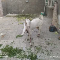 ۱۲۳۴ل۶|حیوانات مزرعه|اندیمشک, |دیوار