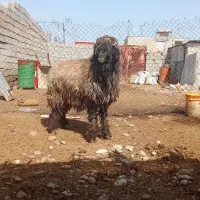 نرمیش چوچ ترکی اصل امسال بر اولشه