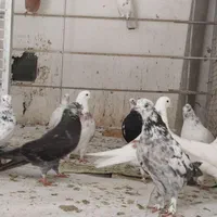 کبوتر پرش|پرنده|آمل, |دیوار