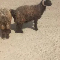 قوچ بختیاری