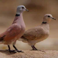 فروش چهار جفت کبوتر گردن خط دار