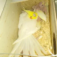 عروس هلندی  جفت با جوجه