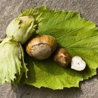 نهال فندق باتلر (بارسلونا)