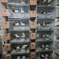 سالن پرورش عروس هلندی تمام نژاد