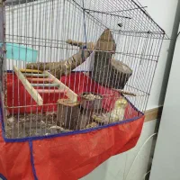 عروس هلندی|پرنده|کرمانشاه, |دیوار