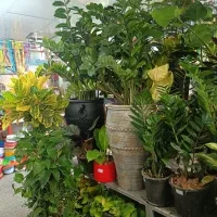 فروشنده گل گیاه گلفروشی المپیک