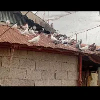 کبوتر پرشی|پرنده|صومعه‌سرا, |دیوار