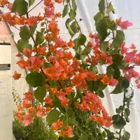 نگهبان شب گلخانه