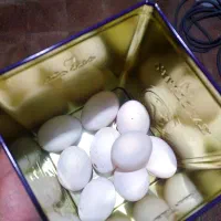 تخم سیبرایت