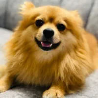 پامرین خرسی|سگ|مشهد, فلسطین|دیوار