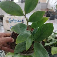 گلفروشی انلاین|گل و گیاه طبیعی|پیر بکران, |دیوار