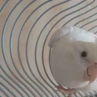 عروس هلندی آلبینو