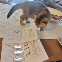 دامپزشک ویزیت در محل|خدمات پیشه و مهارت|تهران, فرمانیه|دیوار