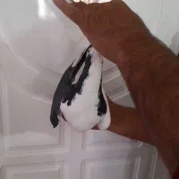 راست سیله خوشکل بدون ایراد|پرنده|اسفراین, |دیوار