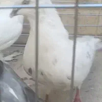 دوتا کبوتر نر گم شده|حیوانات|حمیدیا, |دیوار