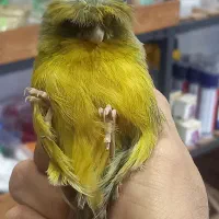 فروشگاه پرنده ملزومات سرلاکی قناری فنچ عروس طوطی