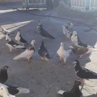 تعدادی کبوتر به فروش می رسد