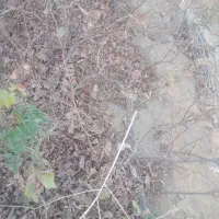 درخت|خدمات باغبانی و درختکاری|آرمرده, |دیوار