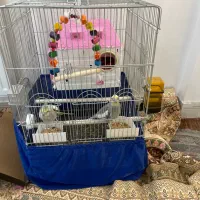 یک جفت عروس هلندی خودم خرید با قفس و لونه و دون