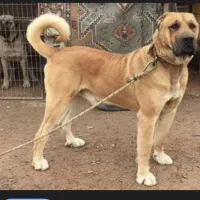 قبولواگذاری رایگان سگ