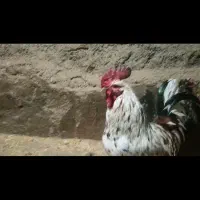 خروس گلین لری اصیل کمیاب