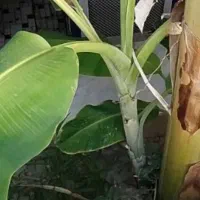 نهال و گل و گلدان