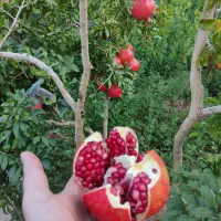 انار درجه یک بدون آفت|خوردنی و آشامیدنی|مهدی شهر, |دیوار