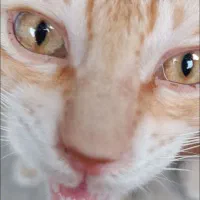 واگذاری ۲ عدد گربه