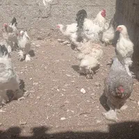 مرغ وخروس برهما و جوجه برهما