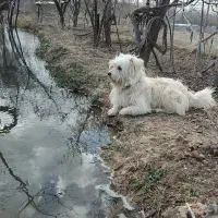 واگذاری سگ پاکوتاه