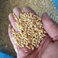 گندم محلی|عمده‌فروشی|خوسف, |دیوار