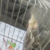 عروس هلندی دو ماهه