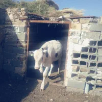 گوساله ‌نر