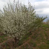 زمین-فروشی