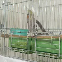 عروس هلندی|پرنده|اندیشه, اندیشه فاز ۲|دیوار