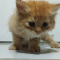 دو عدد گربه لانگ هیر|گربه|مشهد, شهید قربانی|دیوار