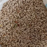 لوبیا کپسولی