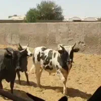 ۲۵ راس گوساله گیلک چاق