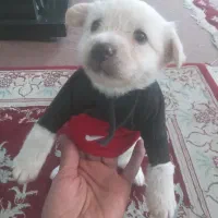 سگ شیتزو ترییر|سگ|شیراز, بازار|دیوار